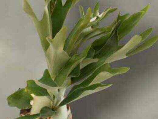Platycerium bifurcatum ‘Netherlands’ – Elkhorn Fern