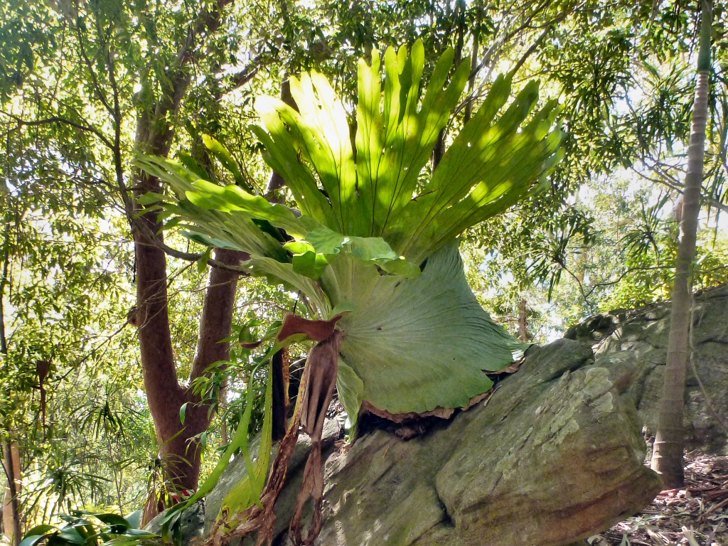 Platycerium superbum – Staghorn Fern