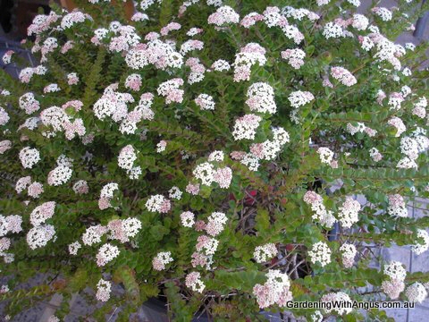 Platysace lanceolata ‘Edna Walling Flower Girl’