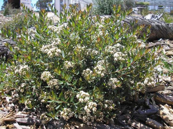 Platysace ‘Edna Walling Pom Pom’