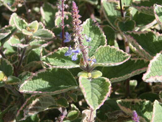 Plectranthus parviflorus ‘Blue Spires’ – Spur Flower