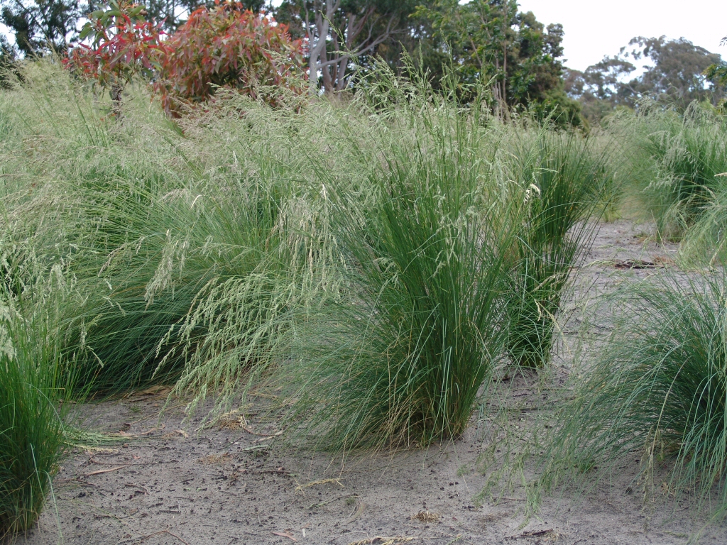 Poa poiformis ‘Kingsdale’ – Tussock Grass