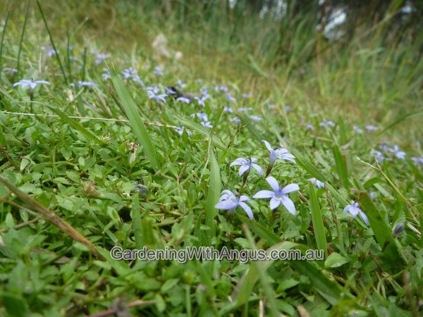 Pratia pedunculata – Trailing Pratia