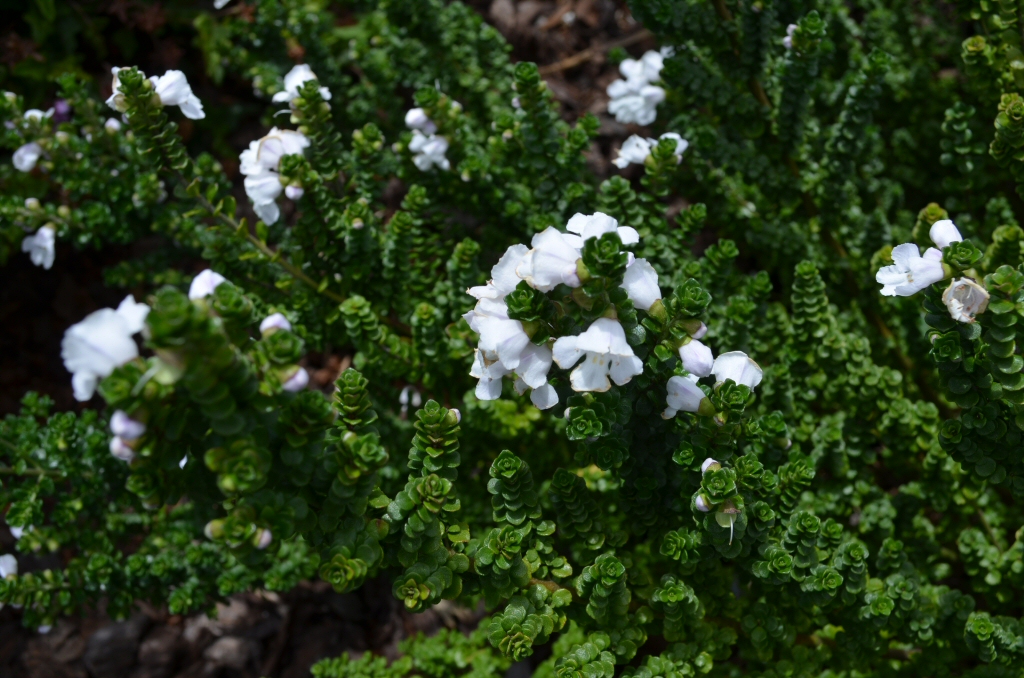 Prostanthera cuneata ‘Cool Mint’ – Mint Bush
