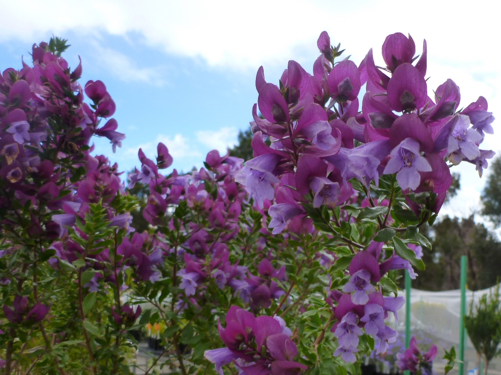 Prostanthera magnifica – Mint Bush