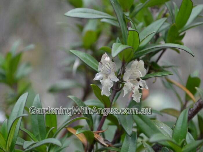 Prostanthera monticola – Buffalo Mint Bush