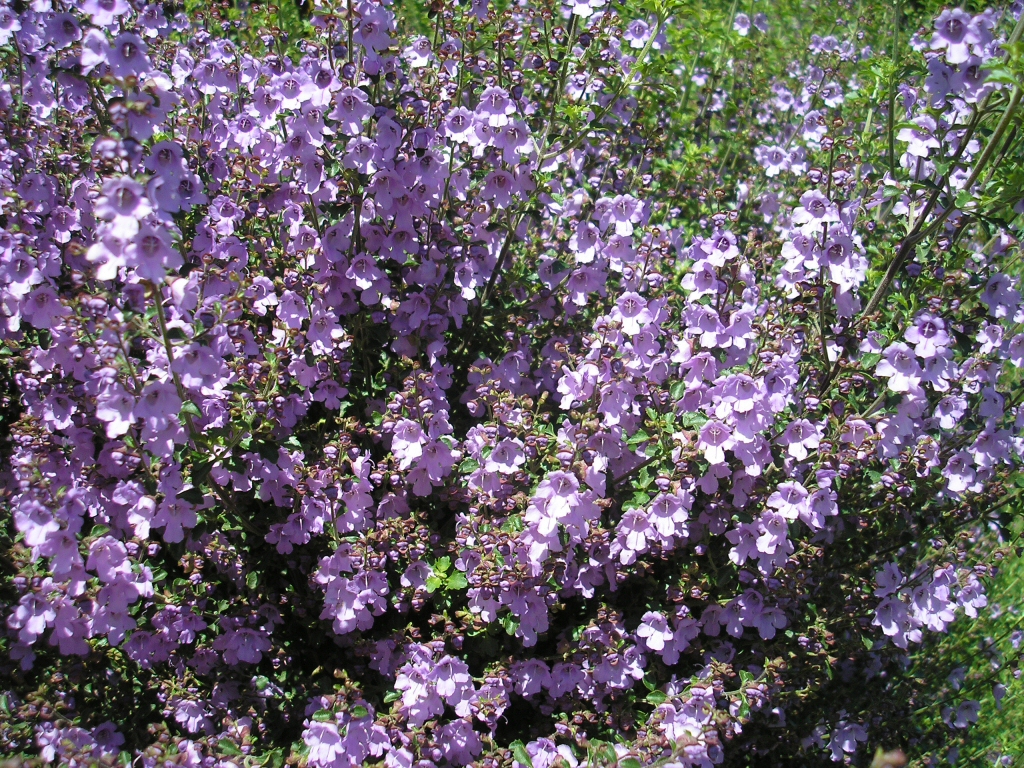 Prostanthera ‘Minty’ Native – Mint Bush