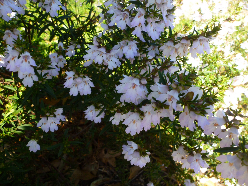 Prostanthera ‘Poorinda Ballerina’ –  Mint Bush