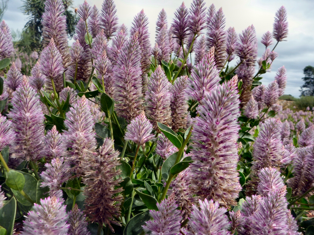 Ptilotus exaltatus ‘Joey’ – Mulla Mulla
