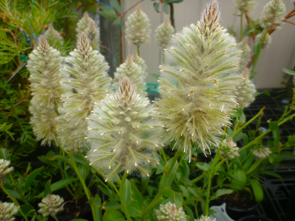 Ptilotus nobilis ‘Outback Princess Purity’ Mulla Mulla
