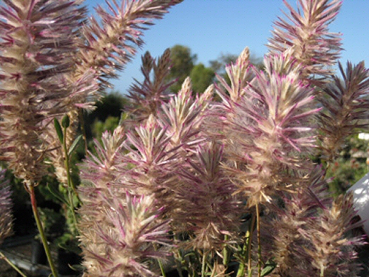 Ptilotus nobilis ‘Outback Princess Passion’ – Mulla Mulla