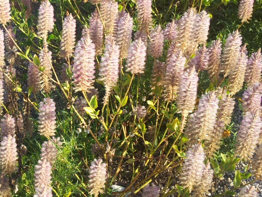 Ptilotus nobilis ‘Outback Princess Poise’ – Mulla Mulla