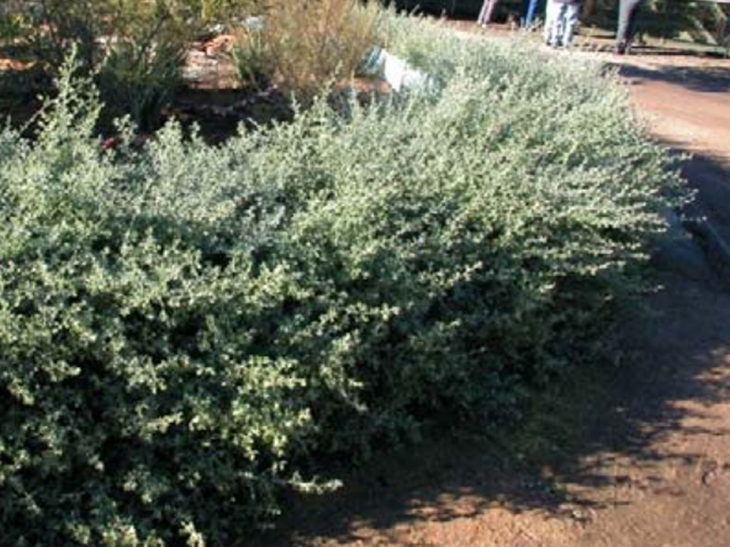 Rhagodia spinescens ‘Silver Border’ – Creeping Saltbush