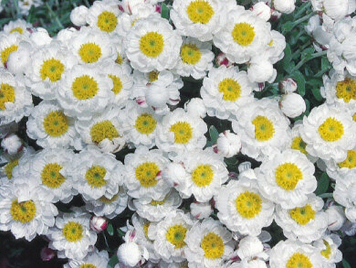 Rhodanthe anthemoides ‘Paper Baby’ – Chamomile Sunray