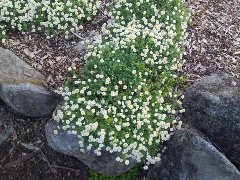 Rhodanthe anthemoides – Chamomile Sunray