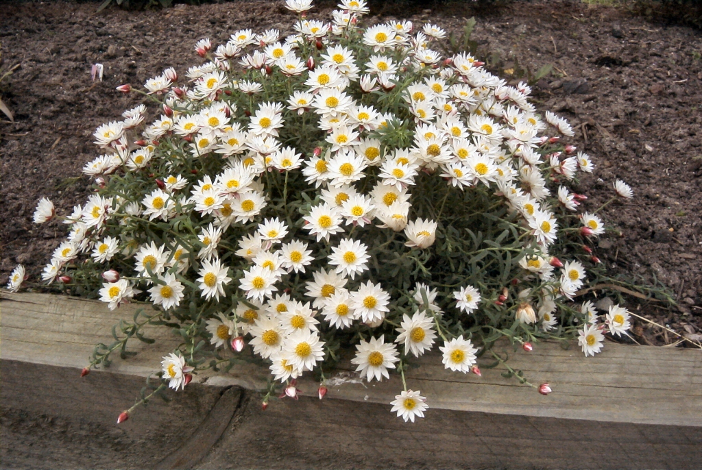 Rhodanthe anthemoides ‘Sunray Snow’ – Chamomile Sunray