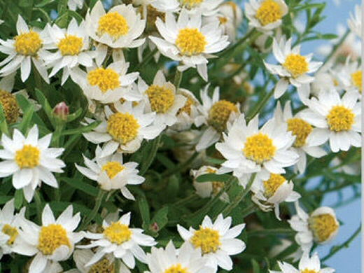 Rhodanthe anthemoides ‘Paper Star’ – Chamomile Sunray