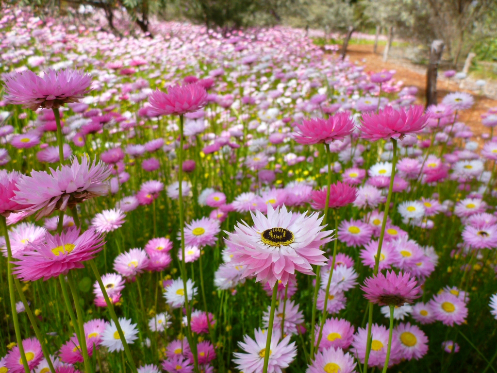 Rhodanthe chlorocephala ssp rosea – Everlasting Daisy
