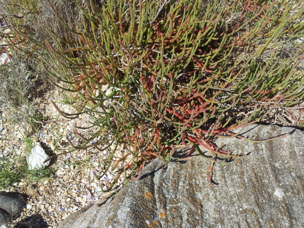 Sarcocornia quinqueflora – Samphire