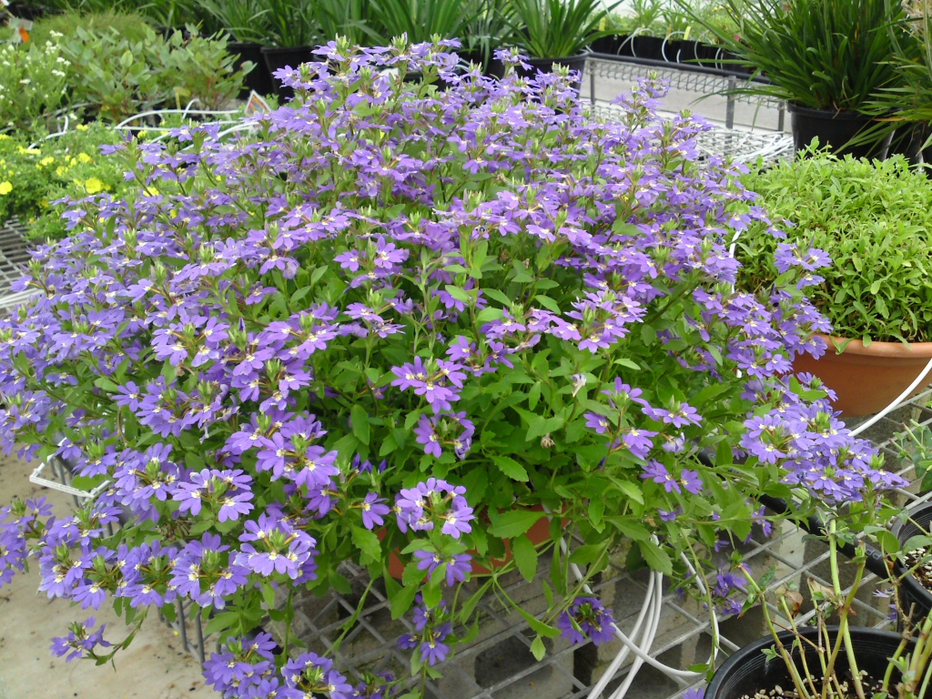 Scaevola aemula ‘Aussie Salute’ – Fan Flower