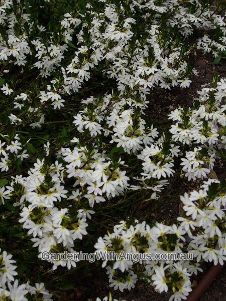 Scaevola aemula ‘New Summer White Fan’ – Fan Flower