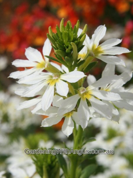 Scaevola ‘Fandango White Wonder’ – Fan Flower