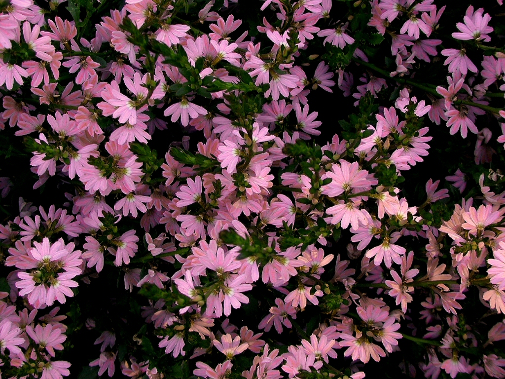 Scaevola ‘Deep Pink Mist’ – Fan Flower