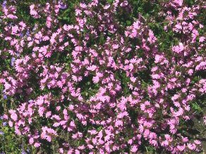 Scaevola albida ‘Karwarra Pink’ – Fan Flower