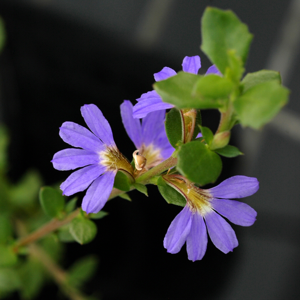 Scaevola ‘Super Clusters’ – Fan Flower