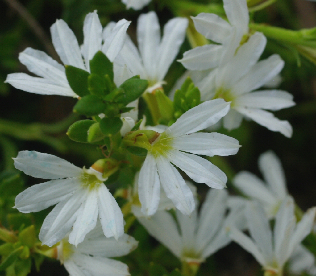 Scaevola albida ‘White Mist’ – Fan Flower