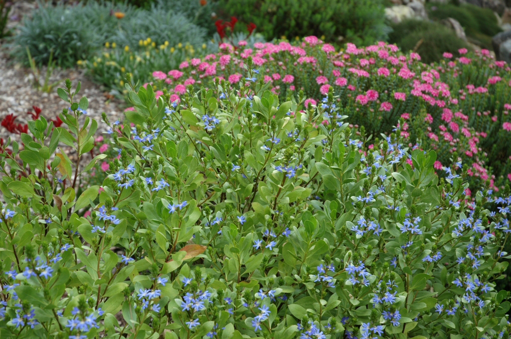 Scaevola nitida ‘Aussie Spirit’ – Fan Flower