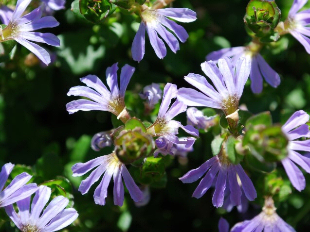 Scaevola ‘Edna Walling Fan Tastic’ – Fan Flower