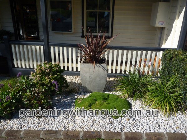 Scleranthus biflorus – Cushion Bush