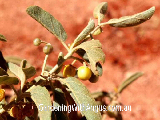Solanum centrale – Kutjera