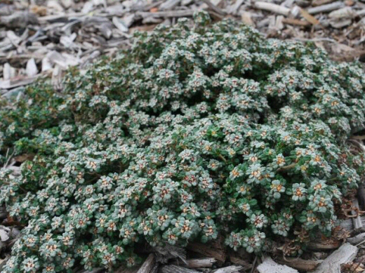 Spyridium ‘Edna Walling Nimbus’ – Dusty Miller