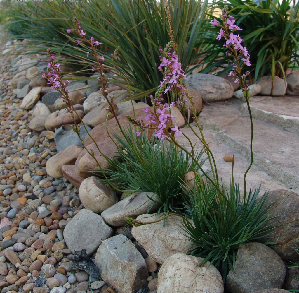 Stylidium graminifolium ‘Little Saphire’ – Trigger Plant