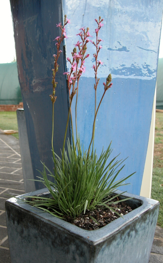 Stylidium graminifolium ‘Tiny Trina’ – Trigger Plant