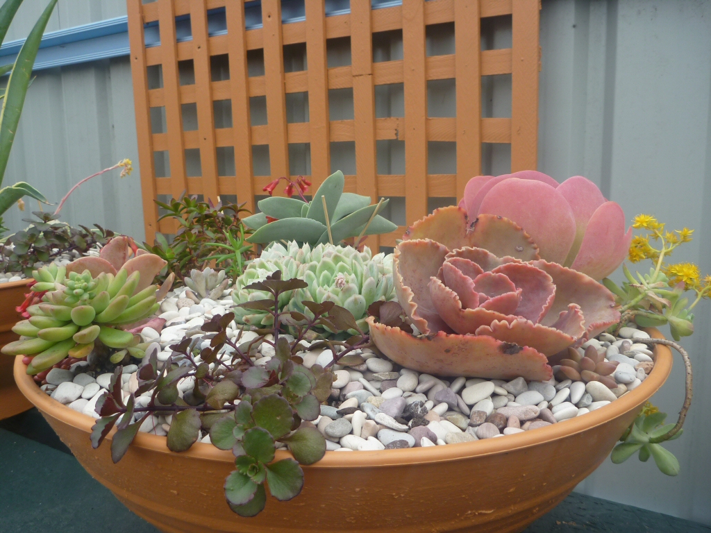 Succulent plants for the garden