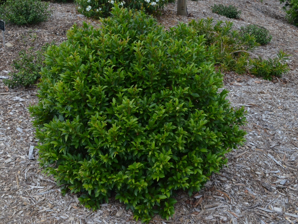 Syzygium australe ‘Baby Boomer’ – Lilly Pilly
