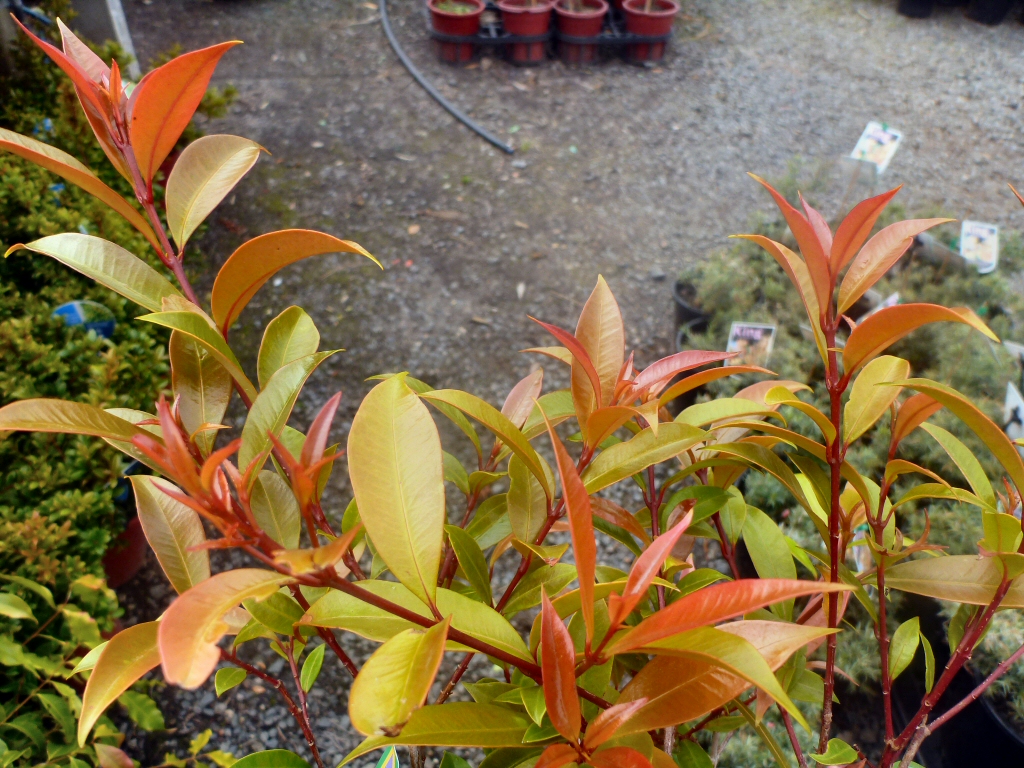 Syzygium australe ‘Bush Christmas’ – Lilly Pilly