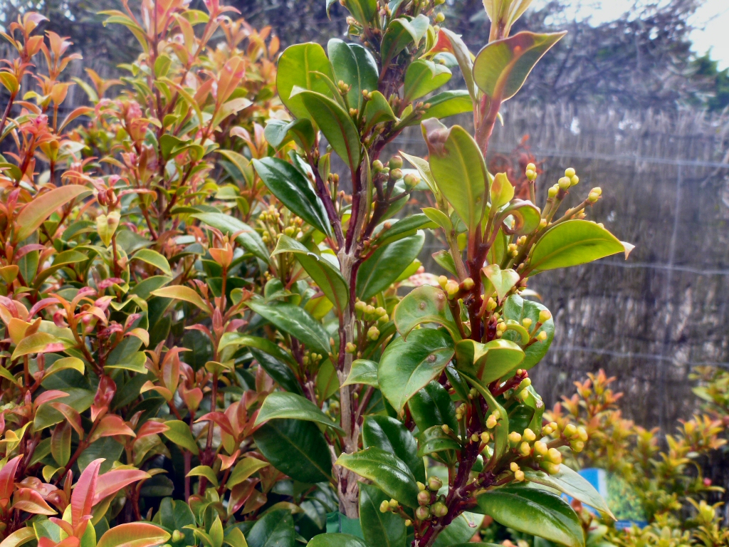 Syzygium australe ‘Cheetah’ – Lilly Pilly