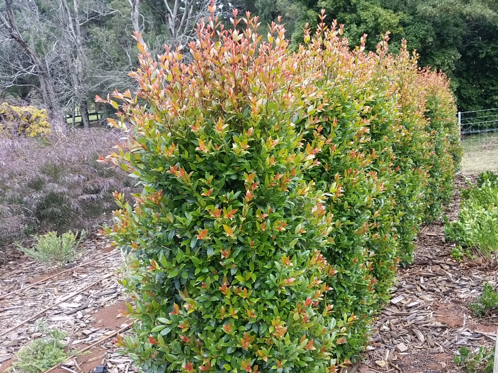 Syzygium australe ‘Hinterland Gold’ – Lilly Pilly