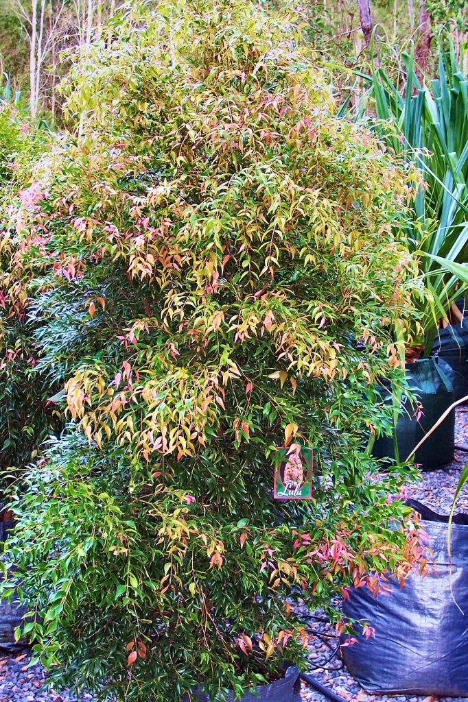 Syzygium luehmannii ‘Lulu’ – Lilly Pilly