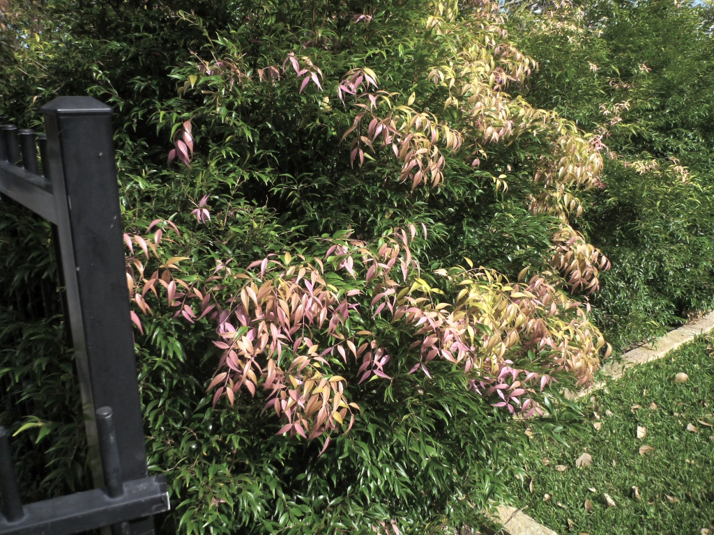Syzygium luehmannii – Riberry Lilly Pilly