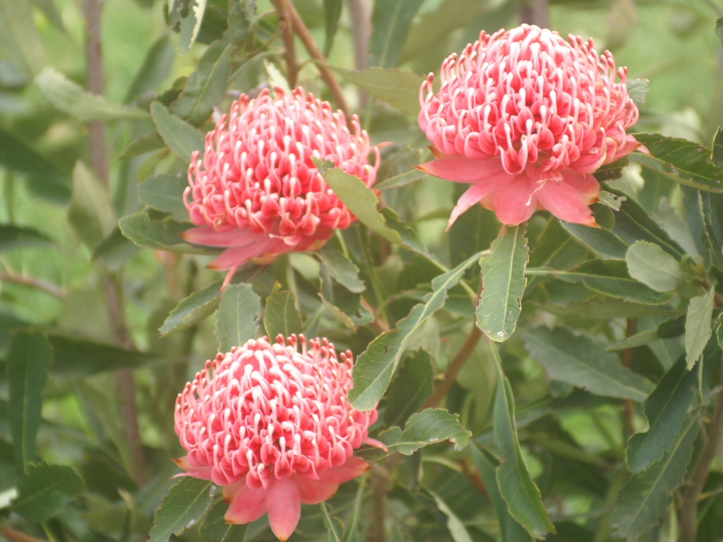 Telopea ‘Shady Lady Pink’ – Waratah