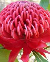 Telopea  speciosissima ‘Cardinal’ – Waratah