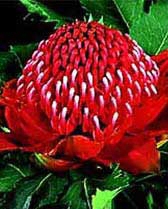 Telopea  speciosissima ‘Fire and Brimstone’ – Waratah