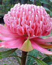 Telopea  speciosissima ‘Pink Passion’ – Waratah