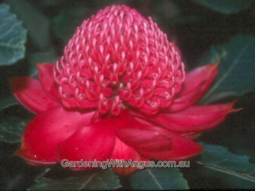 Telopea  speciosissima ‘Ballerina’ – Waratah