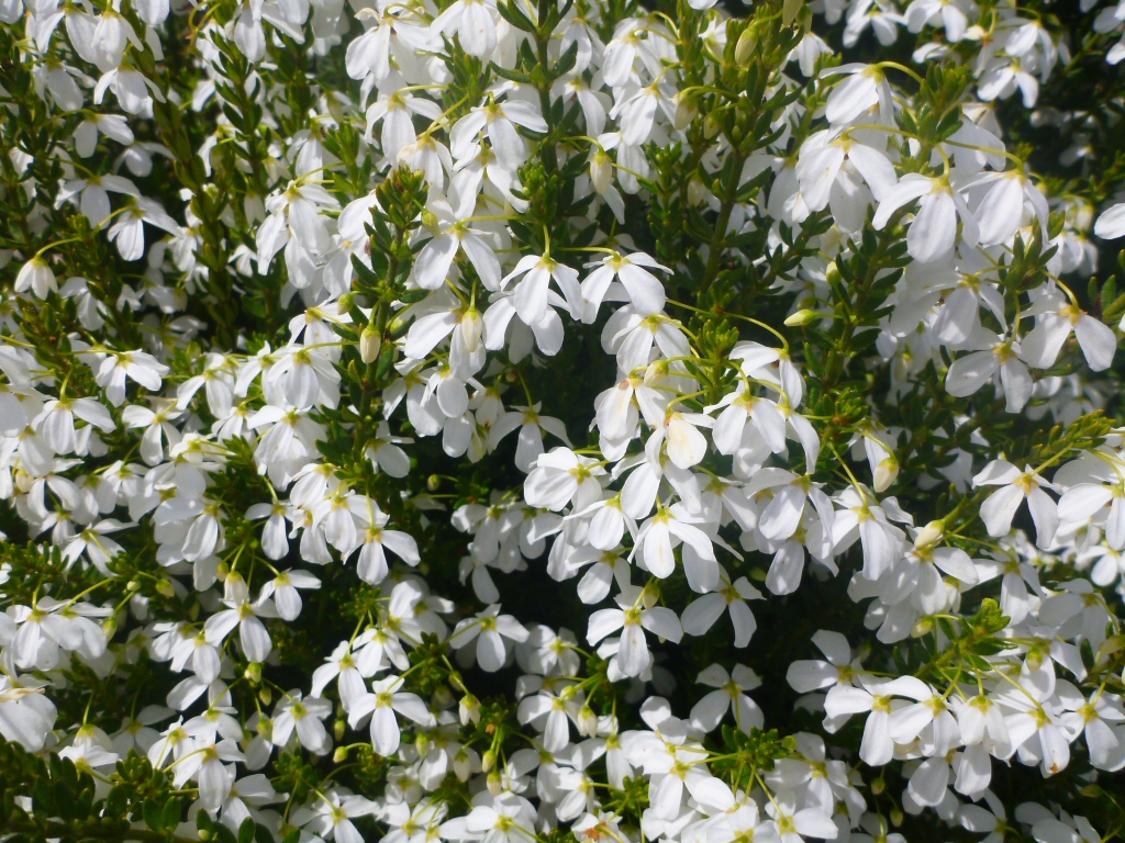 Tetratheca thymifolia alba – Black Eyed Susan